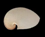 Sea shells Argonauta argo 145.9mm. Aquarium Decoration Products