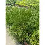 花田厝-常綠植物_肖楠_5-6吋盆 高60-90CM 四季翠綠 葉片特殊(不建議超取)