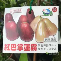 在飛比找蝦皮購物優惠-勿直接下標 紅巴掌蓮霧 大果蓮霧 果品不輸黑糖芭比 蓮霧樹苗