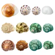 Hermit Crab Shells Medium and Large - 12PCS Growth Turbo Seashells Size 1.4"-...