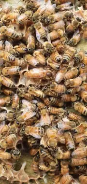 Queen bees. Bred from Cordovan red kelpie breeder. Available early October 2024.