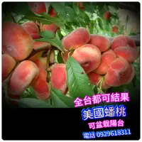 在飛比找蝦皮購物優惠-美國蟠桃-嫁接苗盆栽-Flat peach【嫁接苗】瑞蟠2號