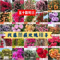 在飛比找蝦皮購物優惠-🍓【免運大熱銷】薔薇玫瑰花籽 爬藤月季 四季播種爬藤玫瑰種子