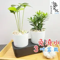 在飛比找蝦皮商城優惠-【小品文化】幸運樹 白雪福祿桐 晶鑽羅漢松【現貨】3吋雙子免