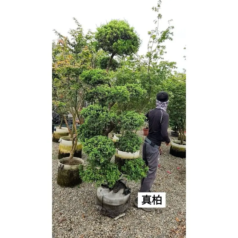 真柏盆栽的價格推薦- 2026年07月|飛比價格