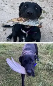 PAIR of Dog Training Ringneck Rooster Pheasant Wings Trainer Dummies Scent