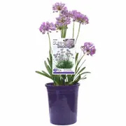 140mm Summer Beauty - Allium lusitanicum