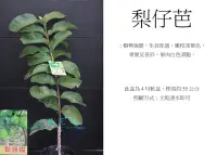 在飛比找Yahoo!奇摩拍賣優惠-心栽花坊-梨仔拔/梨仔芭樂/4吋/嫁接苗/芭樂品種/售價16