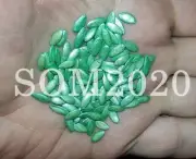 Cucumber seeds,40 cucumber MASHA F1 parthenocarpic Netherlands SW1091+TRACK №