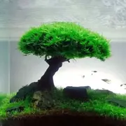 Mini Driftwood Tree ( Moss Not Included ) L(13A,B) For Fish Shrimp Snail Tank Aquarium