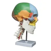Human Anatomy Skeleton Anatomical Model w/h Colored Bones Cervical Vertebra AU