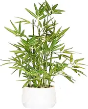 365 Blooming Decor 18" White Potted Faux Bamboo Plant- Luxury Artificial Bamboo Tree in White Pot for Home, Office, Kitchen, Counter Top, Indoor Decor, Money Tree, Lucky Bamboo Tree