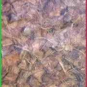 Coconut Husk Chip Coir - great for reptile enclosures or tanks