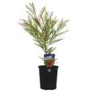 140mm Aussie Mates Range Grevillea Robin Hood - Grevillea tetragonoloba