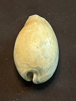 EXTINCT Fossilized COWRIE Shell ( Akleistostoma Cookei ) From Central Florida.