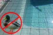 15m x 10m H/Duty Netting - Pool & Pond Cover Net - 60mm Squares