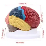 Life Size Human Brain Functional Area Model Anatomy for Science Classroom Study