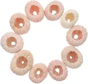 CLISPEED 10Pcs Natural Sea Shells Unique Air Plant Holder for Home Decoration Craft Projects Sea Theme Lovers Plant Enthusiasts