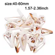 4-6 cm Sliced Conch Shells For Crafts Art Projects Making Nautical Decor 5 pcs