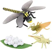 4 Stages Life Cycle of a Dragonfly, Plastic Dragonfly Toy Figure - Hand Painted Model