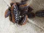 Isopod bundle: 10+ Clowns, 12+ Zebras, 12+ Magic Potion