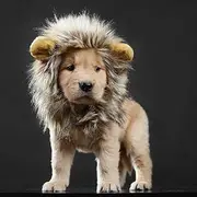 Cat Lion Mane Halloween Pet Costume Kitten Outfits Party Dress Up Apparel Kitty and Cat Costumes (Cat Lion Mane)