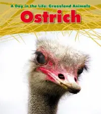 在飛比找博客來優惠-Ostrich