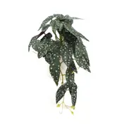 Artificial Begonia Maculata Plant In Decorative Bowl 30cm