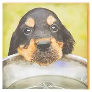 Magnet & Steel Cocker Spaniel Bowl Card
