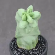 8-10cm Lophocereus schottii cactus Succulent plants Home Bonsai Decor