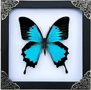 Real Framed Blue Swallowtail Butterfly Dried Bug Shadow Box White Wooden Frame Taxidermy Specimen Display Oddity Tabletop Standable Wall Hanging Home Decor K16-28-TR