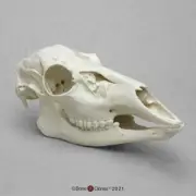White Tailed Deer Skull Replica BoneClones 1:1 Brand New