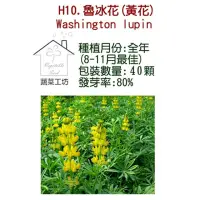 在飛比找momo購物網優惠-【蔬菜工坊】H10.魯冰花種子(黃花)