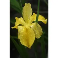 在飛比找蝦皮購物優惠-路易斯安那鳶尾 Louisiana Iris GW holy