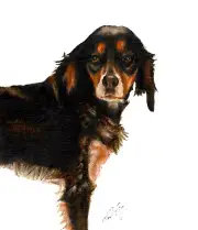 ✿ Original Oil Portrait Painting BRITTANY SPANIEL Artist Signed Dog Art Artwork