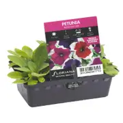 Punnet Petunia Petticoat Mix - Petunia hybrida