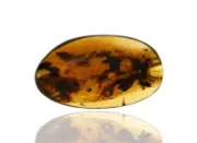 Large Swarm of Coleoptera Beetles, Fossil insect inclusion in Burmese Amber