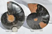 Large Black Ammonite PAIR Crystals 110myo Dinosaur age FOSSIL 93mm 3.6" 9554aa