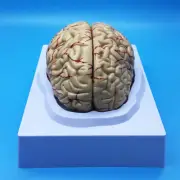 Learning Resources Human Brain Anatomical Model, Anatomically Accurate Brain ...
