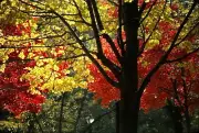 KODACHROME COLOR SLIDE - 1995 AUTUMN IN PA. - ORIG ONE OF A KIND