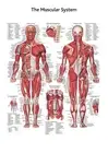 THE MUSCULAR SYSTEM ANATOMICAL DIAGRAM CHART GUIDE MUSCLES PRINT PREMIUM POSTER