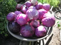 在飛比找Yahoo!奇摩拍賣優惠-丹麥高麗菜種子圓球型品種，重量可達5磅，耐儲存，抗抽苔(約5
