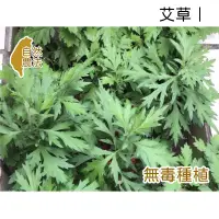 在飛比找蝦皮購物優惠-艾草純露、乾燥艾草、艾草、純露、50g、250ml、500m