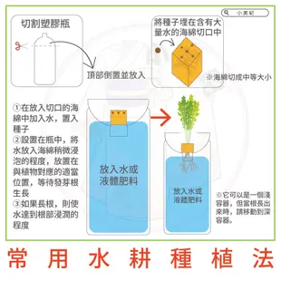 【小美紀】優質 種子(園藝植作)甘藍 四季豆 甜碗豆 蘿蔔 紅蘿蔔 花苗 土壤種植 蔬菜 盆栽 短期種子 介質花卉 肥料