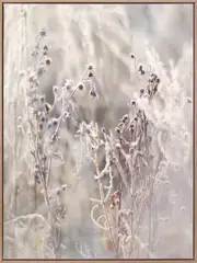 Thistle Frost Canvas Art Print