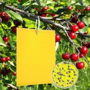 20 Yellow Boards To Fight Fungus Gnats 20cmx15cm, Premium Yellow Sticker Flytrap, Yellow Plug Against Cherry Fruit Fly, Caterpillar Glue, Nematodes, A