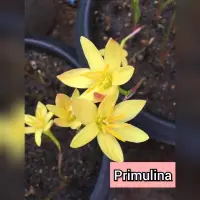 在飛比找蝦皮購物優惠-Primulina 雨百合進口檸檬黃