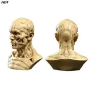 Human Muscle Skeleton Head Model Muscle Head Skull Anatomy Sculpture Art Sketch