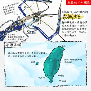 溪標 名技 溪釣 浮標