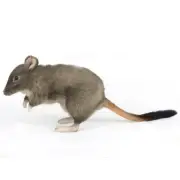 Woylie Potoroo - Hansa Realistic Stuffed Plush Animal Soft Toy 43cm